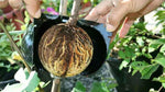 Air layering Plant High Pressure Propagation Ball Grafting Rooting Device Root Growing Ball